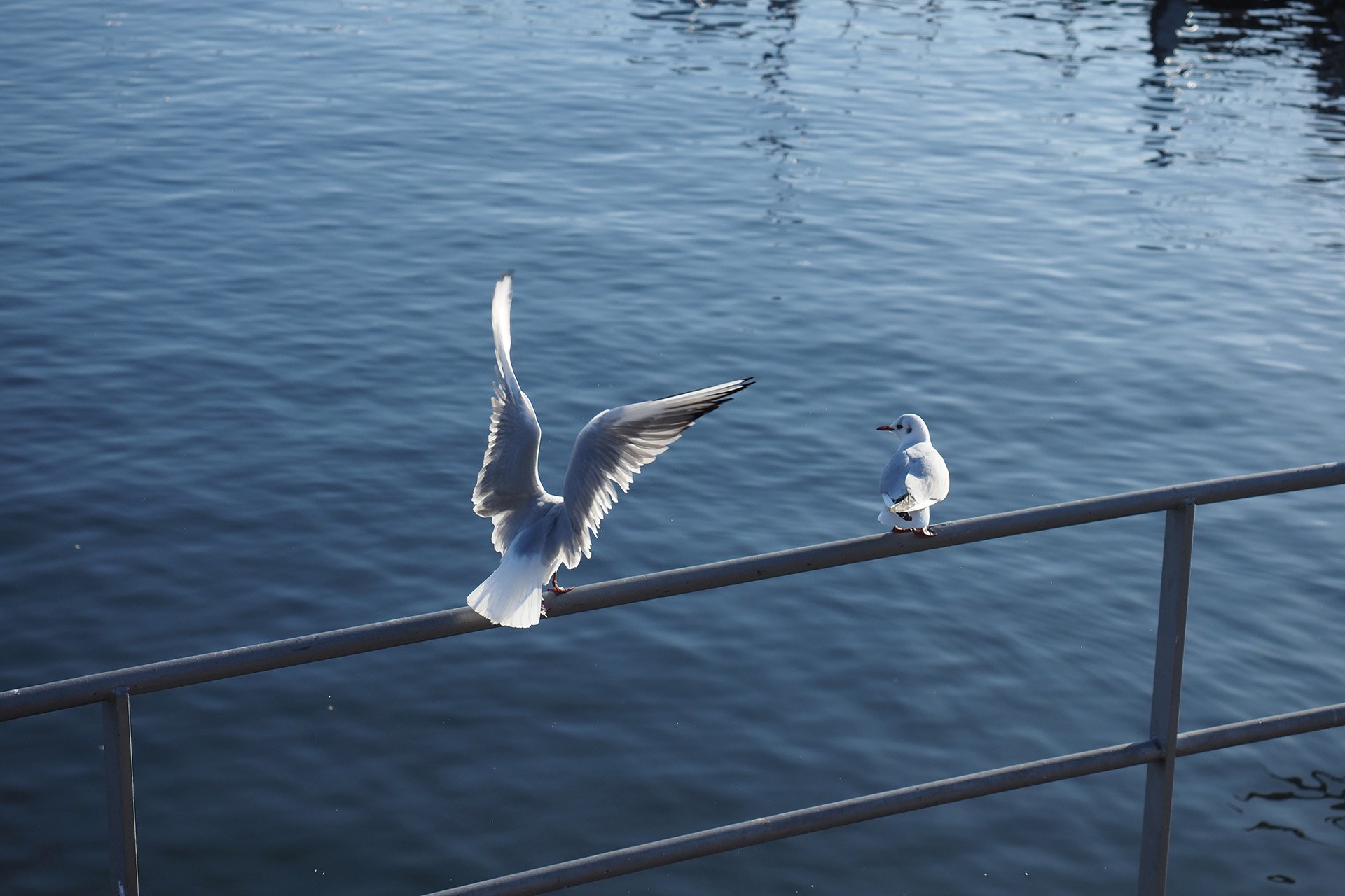 Olympus OM-D E-M1 Mark II: C-AF+Tracking, Bild 33